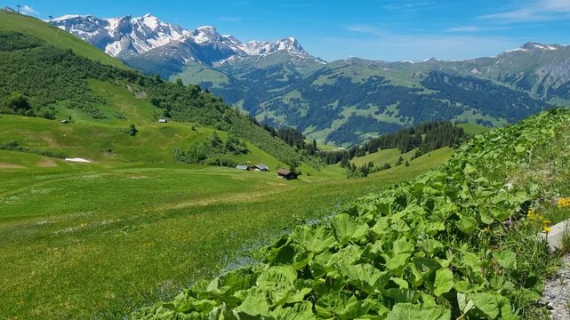 Panoramic view from Hahnenmoos in the Bernese Oberland, overlooking Betelberg and the snow-capped Wildhorn peaks. Alpine summer meadow, clear blue sky, sunny Swiss nature paradise