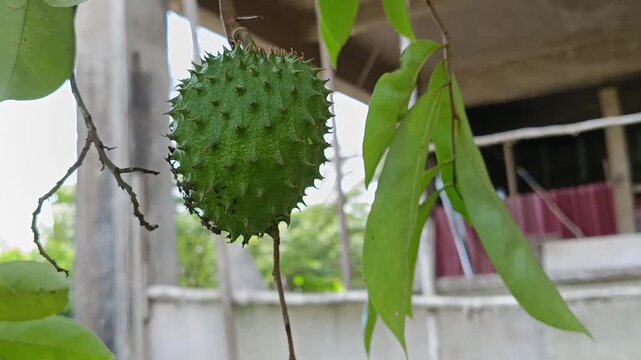 Green Soursop Fruit Hanging On Tree In Tropical Garden