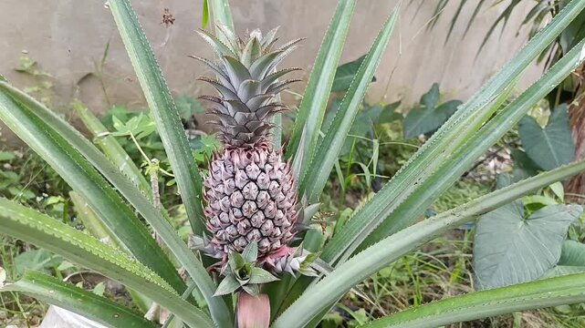 Green Pineapple Fruit Growing On Plant In Tropical Garden