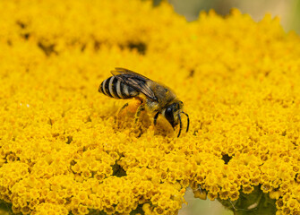 A macro shot of a bee collecting nectar and pollen on bright yellow yarrow blossoms. A close-up view of the fuzzy insect with pollen-covered legs against a vibrant floral background. © yevgeniysh