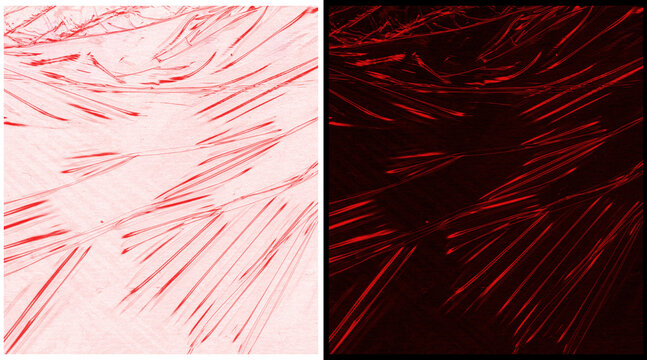 Microscopic muscle fibers in red and black, biological tissue structure under fluorescence microscope, medical histology research background