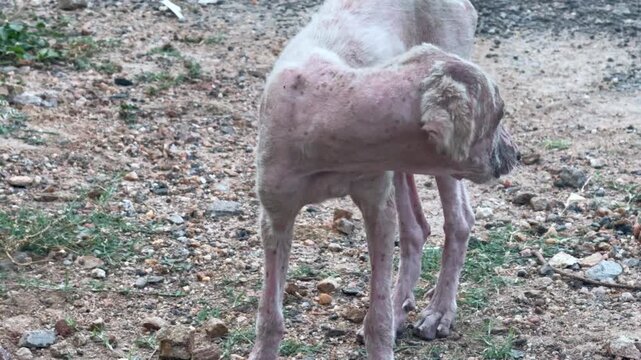 Emaciated homeless street dog with a skin condition eating to survive outdoors.