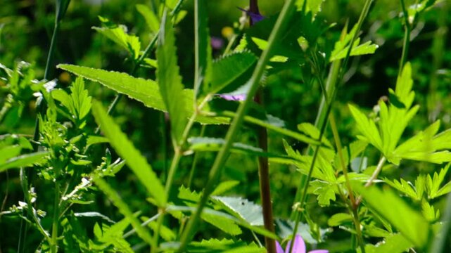 Low-angle camera glides through tall grass in sunlit pine forest, revealing serene summer landscape. Hot summer day. Summer dense forest, fresh grass, flowers. Sun filtered through the leafy canopy.