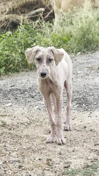 Vertical video of a malnourished stray dog walking towards the camera and staring directly into the lens