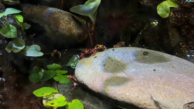 Group of poison dart frogs on rock and leaves in terrarium