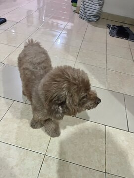 A small, fluffy brown puppy standing on a light-colored tiled floor indoors, for editorial use only