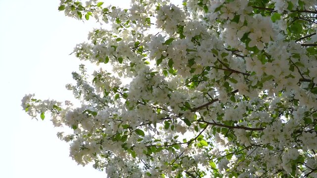 Beautiful white crabapple blossoms swaying gently on tree branches in spring season