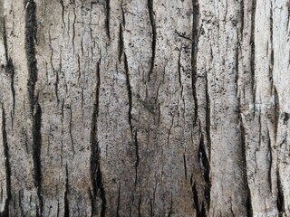 Fototapeta premium Close up of a rough and weathered palm tree bark texture with vertical cracks on coconut trunk surface