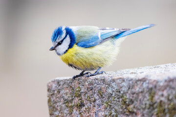 A small blue tit bird close-up on a granite rock © Sergey