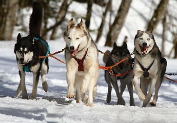 Four energetic husky dogs racing together through deep winter snow © Ghazal