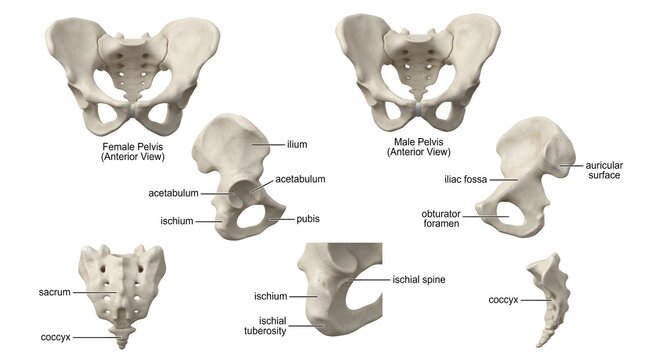Classification of Human Pelvic Bones