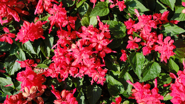 Red, fiery flowers of salvia splendens blooming in the garden.