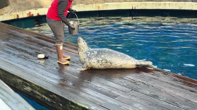 Trainer feeding a harbor seal at the edge of a pool at an aquarium