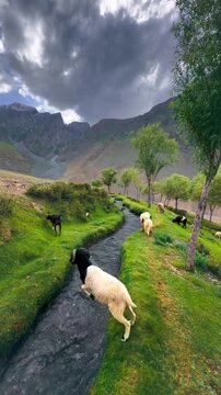 Grazing sheep wander along a winding mountain stream in this peaceful pastoral video footage captured under dramatic stormy clouds above rugged peaks providing a natural serene atmosphere with lush gr