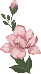 Fototapeta premium Beautiful pink camellia flower botanical illustration with delicate leaves and buds