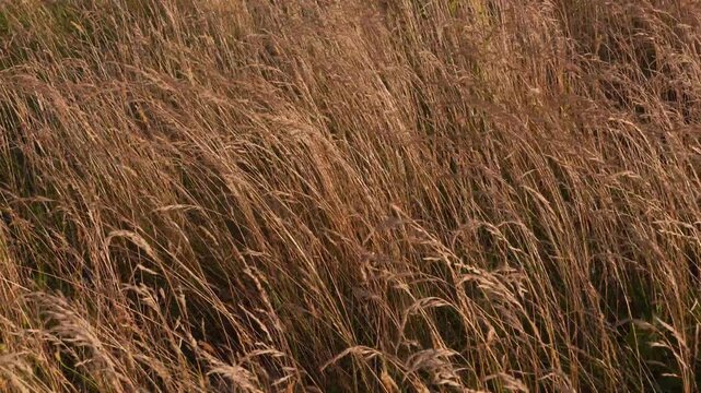 4K Dry Golden Grass Field Swaying Gentle Breeze Motion Background Rural Landscape Autumn Season