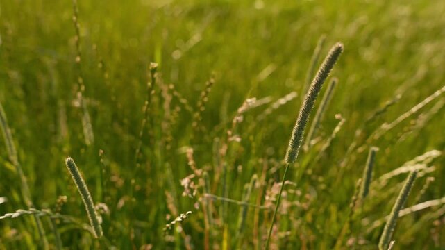 4K Tall Green Grass Swaying in Gentle Breeze Sunlight Outdoor Field Motion Natural Background Loopable