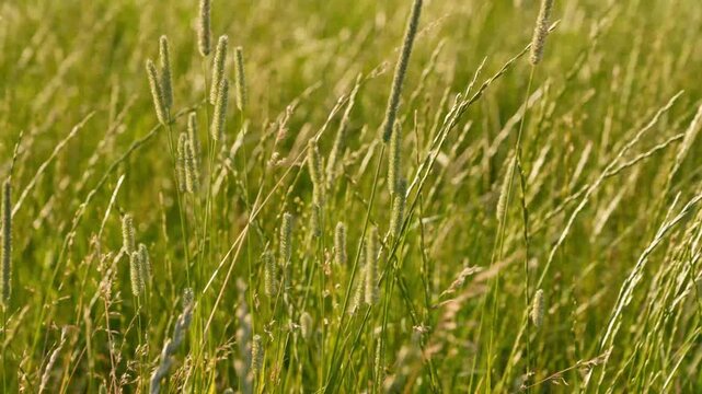 4K Green Grass Swaying in Gentle Breeze Sunlight Warm Outdoor Meadow Bokeh Motion Loopable