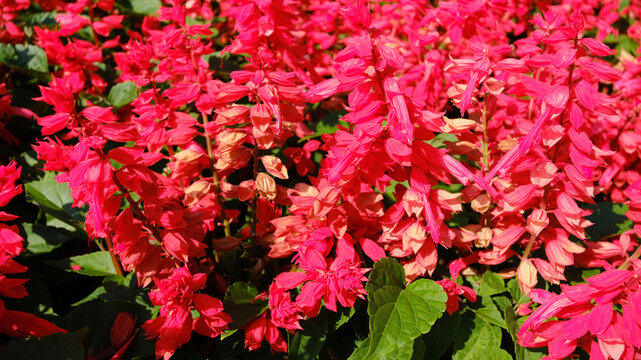 Red, fiery flowers of salvia splendens, blooming like a carpet in the garden.