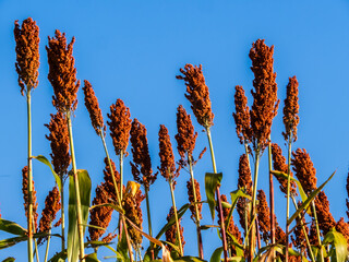 Low angle view of ripe red sorghum panicles growing in an agricultural field against a clear blue sky background. Cultivated grain crop plantation during harvest season in Brazil. © AlfRibeiro