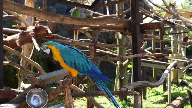 Close-up of a bright macaw parrot with blue, yellow and green feathers in an outdoor zoo enclosure in Japan. Exotic bird portrait for nature and wildlife themes.