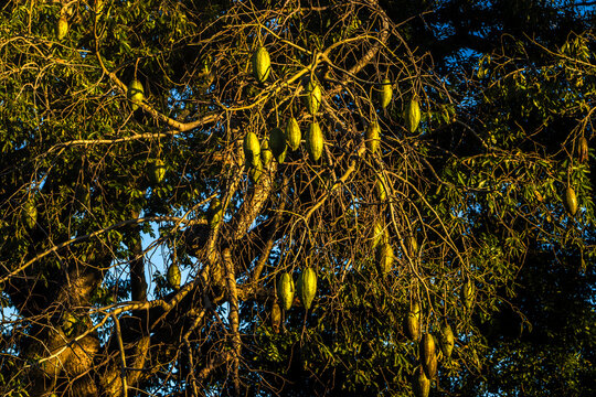 A close-up of developing green seed pods on the branches of a white floss-silk tree (Ceiba insignis), a species native to the Brazilian flora belonging to the Malvaceae family. 
