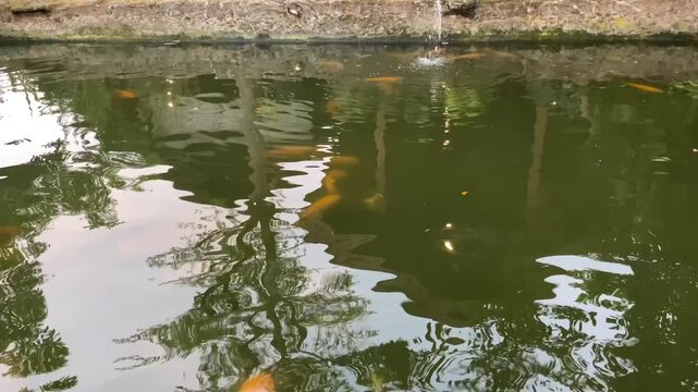 A view of a calm pond with tree reflections on its surface, revealing several orange koi fish swimming leisurely and a small stream of water flowing in at the edge.
