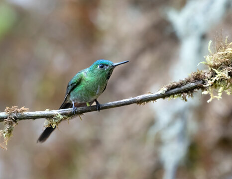 Long-tailed sylph (Aglaiocercus kingii) perched in the Andean region of Manu National Park, Peru. 