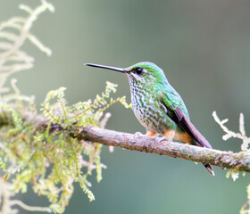 Fototapeta premium Peruvian Racket-tail (Ocreatus peruanus), a tiny and spectacular hummingbird in cloud forest of Manu National Park, Peru