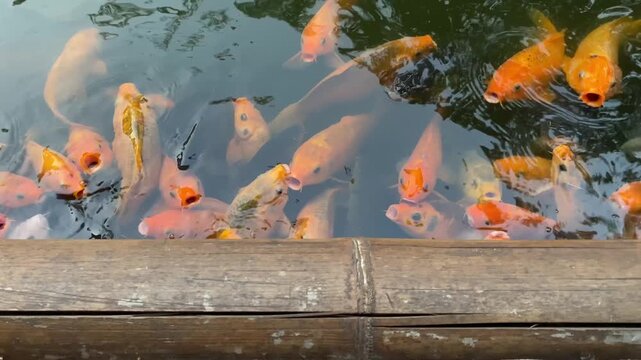 A group of bright orange koi swims actively in the pond behind a horizontal bamboo barrier, appearing to gather and open their mouths in anticipation of scrambling for food.