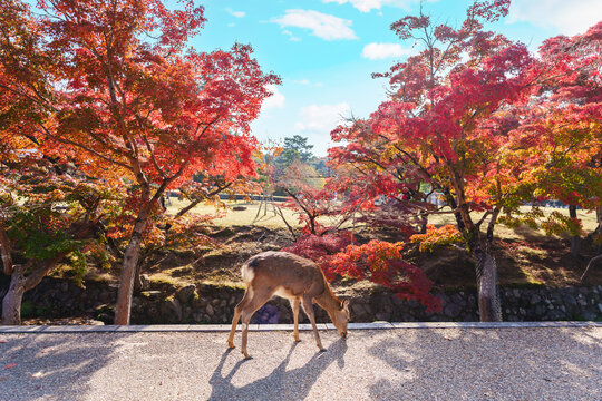 A cute deer during the autumn foliage at Nara Park in Japan