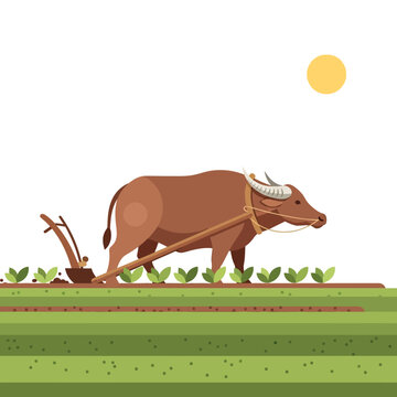 Water buffalo plowing a field in a rural landscape with the sun in the sky