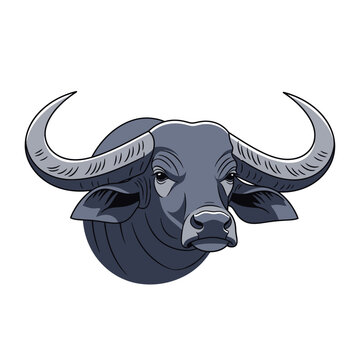Water Buffalo Head Illustration - Majestic Wild Animal Portrait