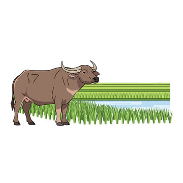 Water Buffalo Standing in Lush Green Rice Paddy Field with Water