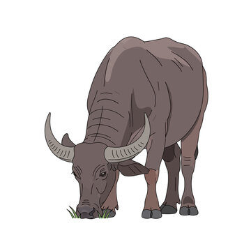 Water buffalo grazing on green grass, domestic farm animal illustration