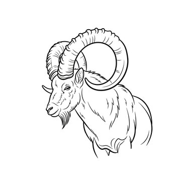 Wild Ibex Goat Head Sketch, Majestic Mountain Animal with Curved Horns, Line Art Illustration