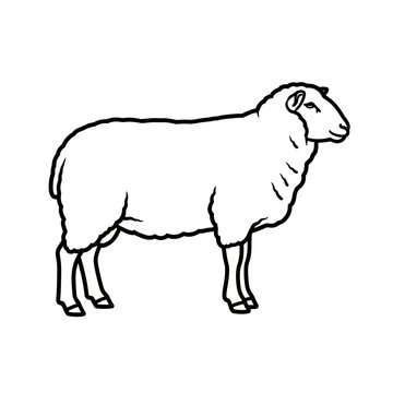 White Sheep Silhouette Illustration - Farm Animal Line Art