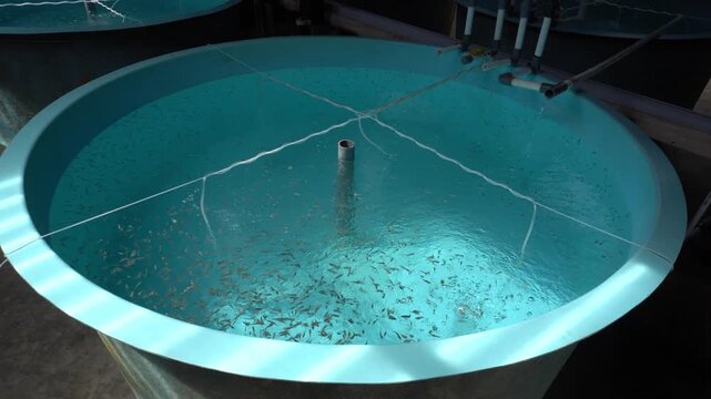 4K Tilapia Fingerlings in Recirculating Aquaculture System (RAS) Tank &ndash; Sustainable Hatchery and Modern Fish Farming Technology