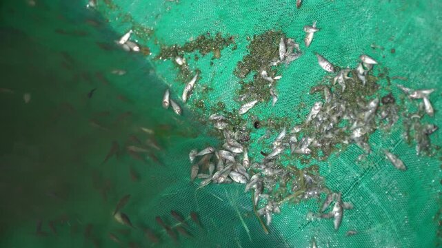 Dead Tilapia Fingerlings in Hatchery Net &ndash; Aquaculture Mortality Monitoring and Fish Health Management