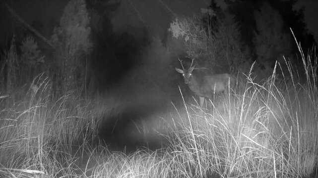Ghostly Male Red deers (Cervus elaphus) crossing a narrow forest stream at night, seen in black and white on a trail camera. Quiet wildlife moment in a wild Estonian forest.
