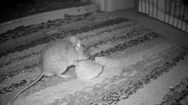 Yellow-necked mouse (Apodemus flavicollis) sniffs and nibbles on food scraps on a patterned rug in infrared night vision, useful for pest control, wildlife research or household rodent concepts.