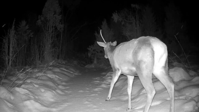 Male red deer with broken antler walks down a snow-covered frozen stream at night, filmed by a trail camera in Estonia. Quiet winter wildlife behavior in a dark woodland.
