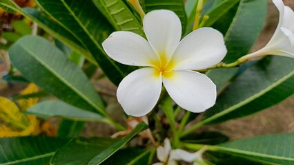 White frangipani flowers in the cemetery area. Also known as Kamboja, kemboja, semboja, plumeria. © Lia Khairun