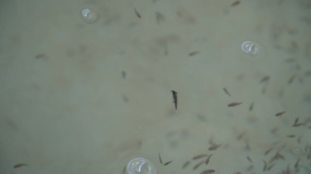 4K White Seabass Fingerling Cannibalism in Hatchery Tank &ndash; Fish Larvae Behavior and Aquaculture Survival Management