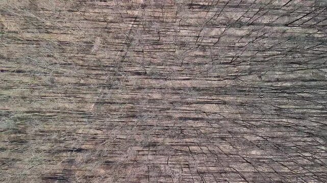 Zalakaros, Hungary winter forest with bare deciduous trees and long shadows forming natural patterns across the woodland floor, captured from above by drone.