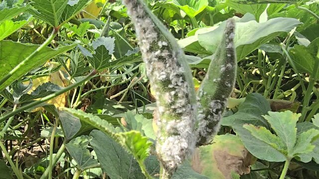 Aphid infestation on okra vegetable plant, garden pests attacking green okra pods, agricultural crop damage from insects in organic farm