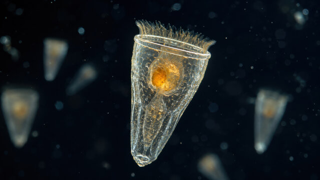 Transparent conical ciliate protozoan with glowing amber cell body and beating cilia at opening, captured under microscope against dark background