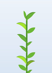 Fototapeta premium Single green tea plant branch with fresh leaves isolated on light background. Minimal graphic design element template for organic beverage packaging or herbal theme.