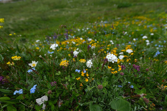 wild flowers in the field