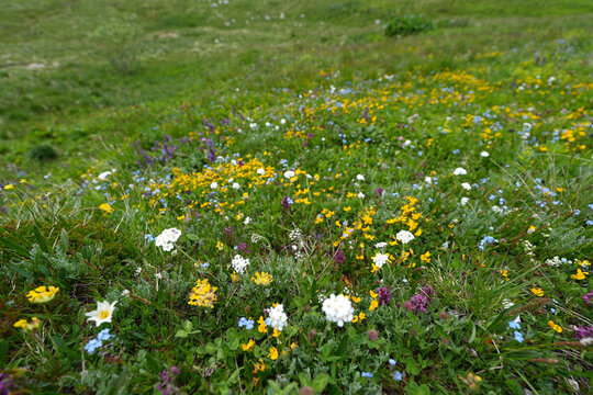 daisies in a field